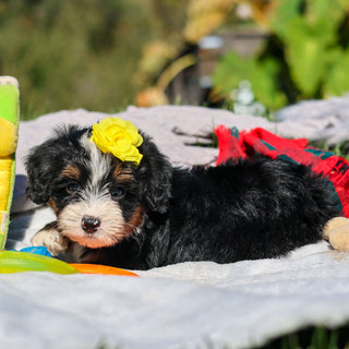 Aubrey - Available 10/29