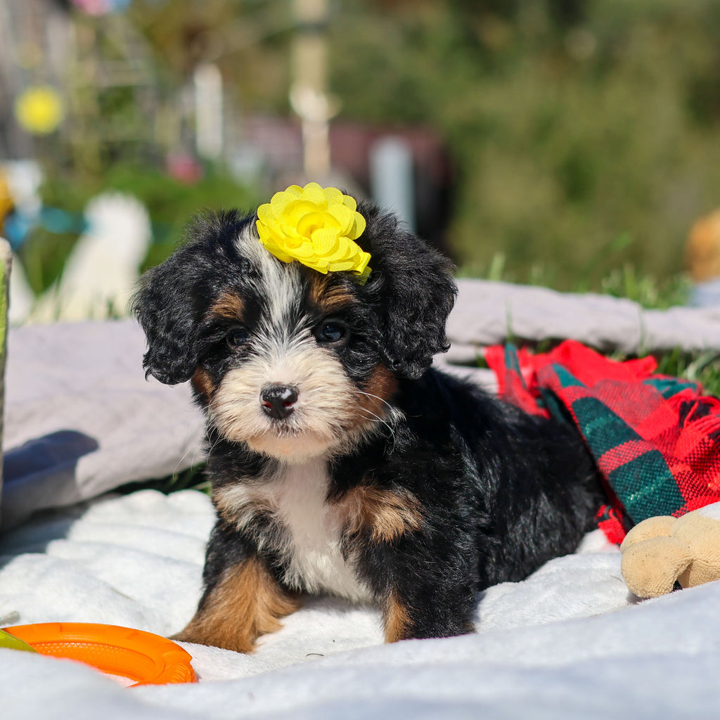 Aubrey - Available 10/29