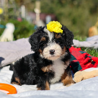 Aubrey - Available 10/29