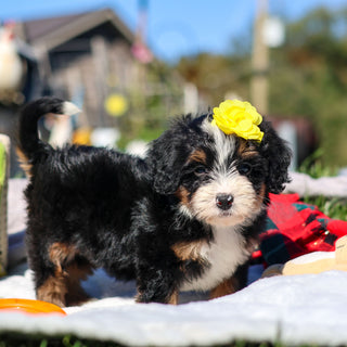 Aubrey - Available 10/29