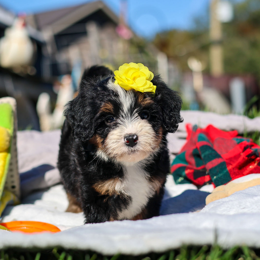 Aubrey - Available 10/29