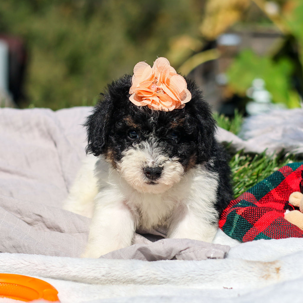 Annie - Available 10/29