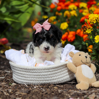 Annie - Available 10/29