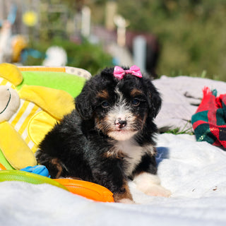 Apple - Available 10/29