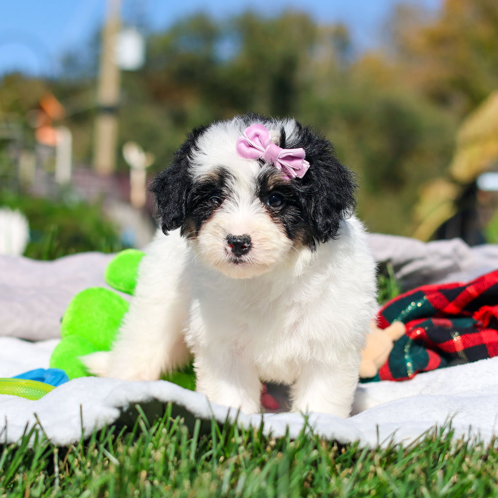 Alice - Available 10/29
