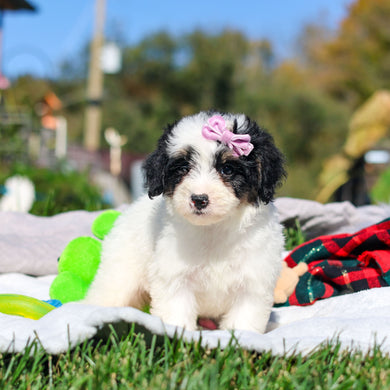 Alice - Available 10/29