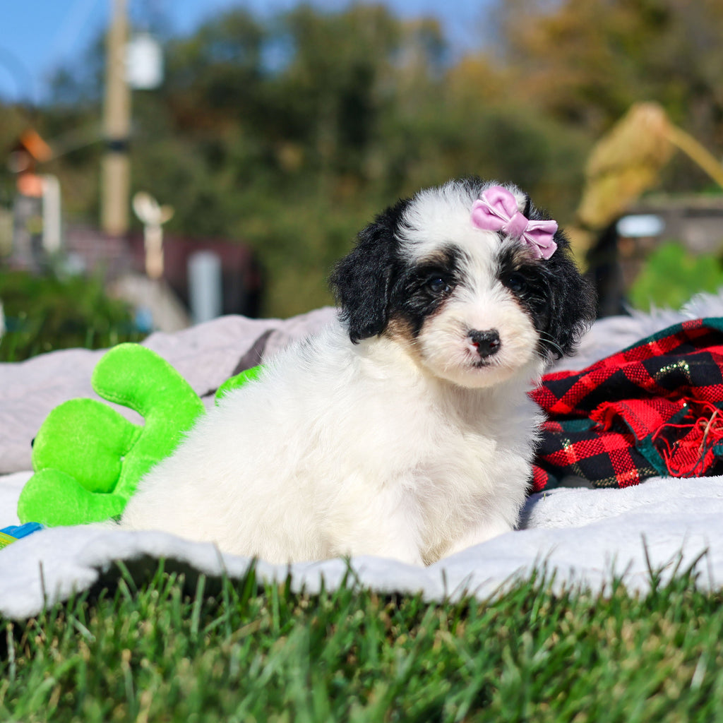 Alice - Available 10/29
