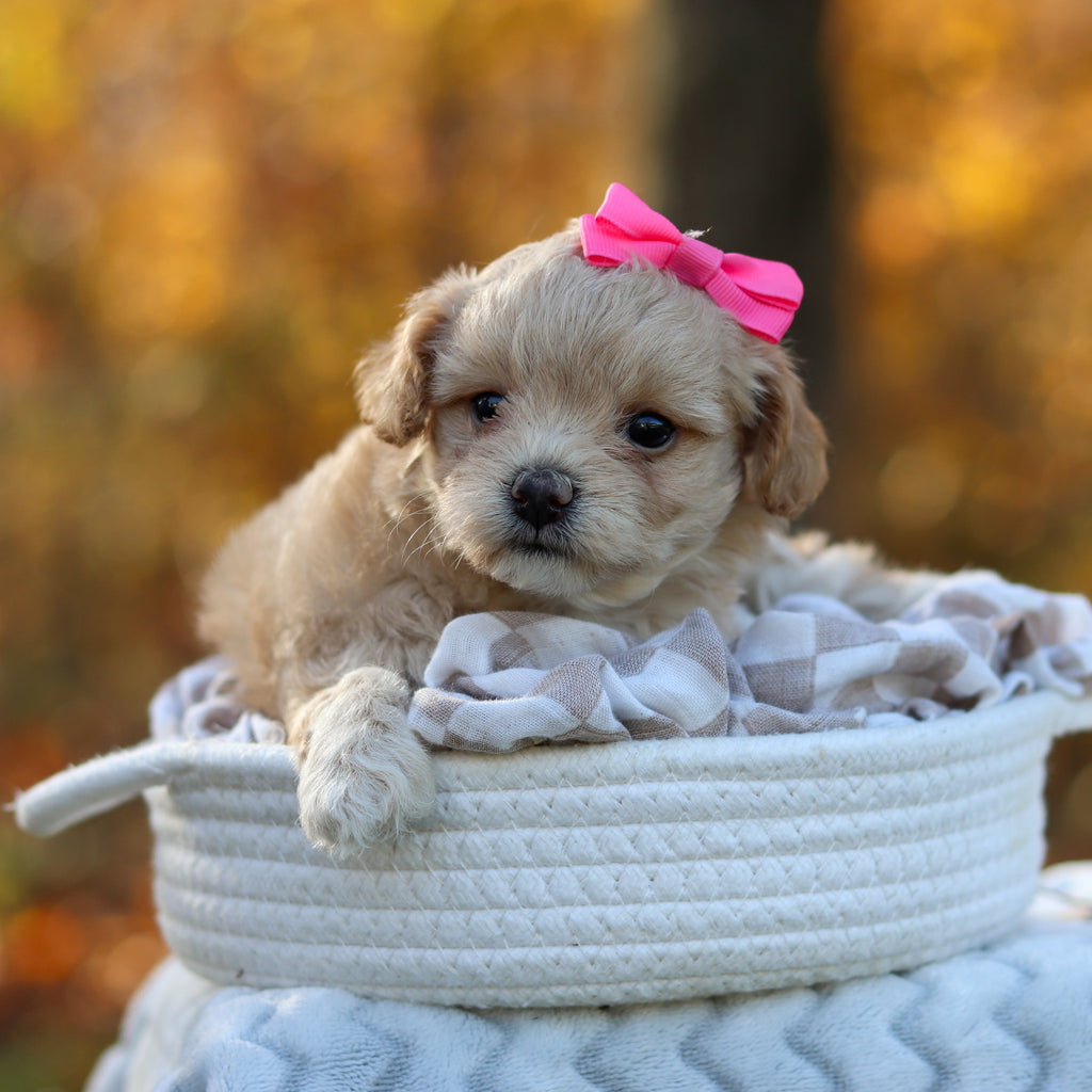 Angie - Available 11/25