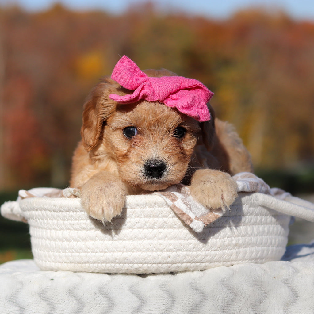 Lexi - Available 11/25
