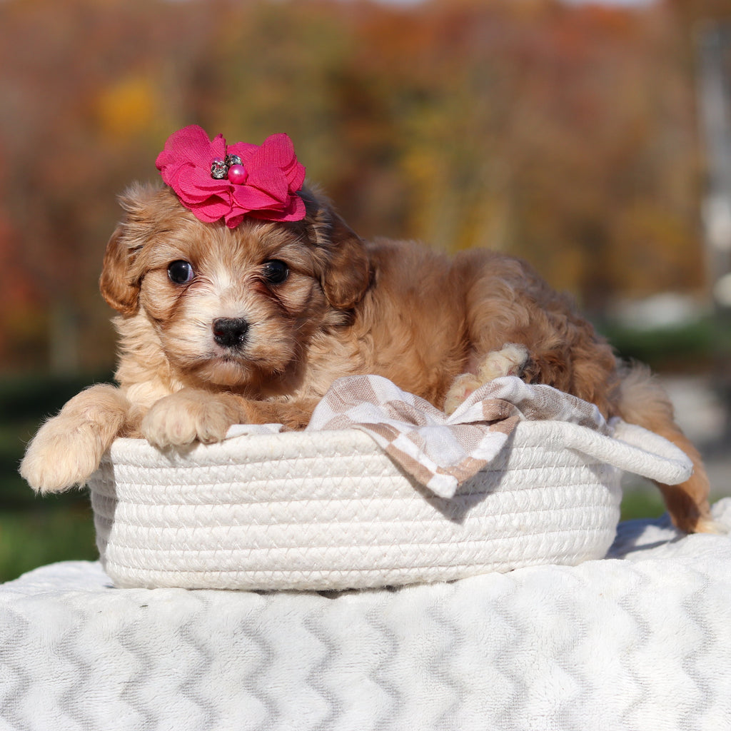 Lassie - Available 11/25