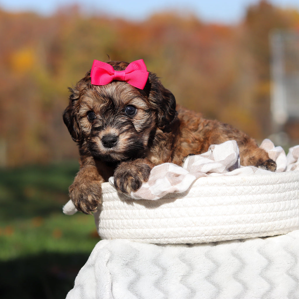 Libby - Available 11/25