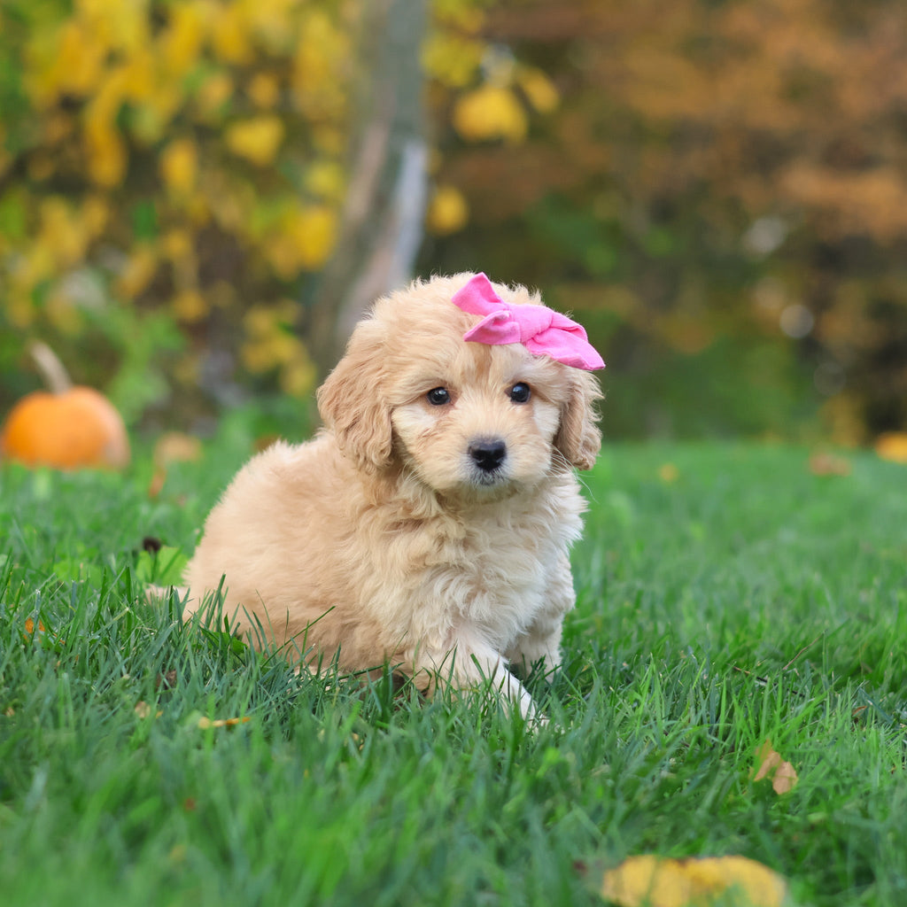 Helen - Available 10/29