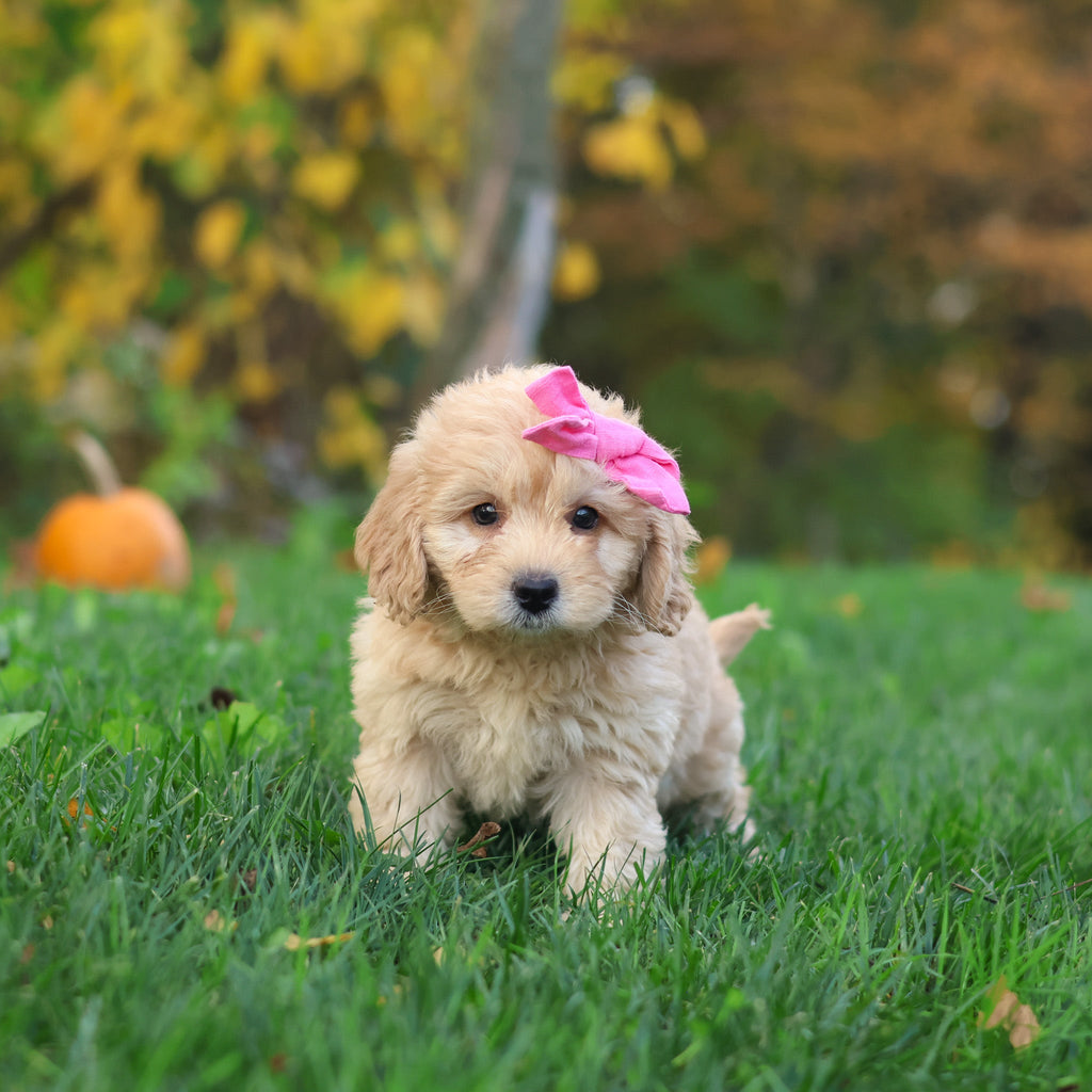 Helen - Available 10/29