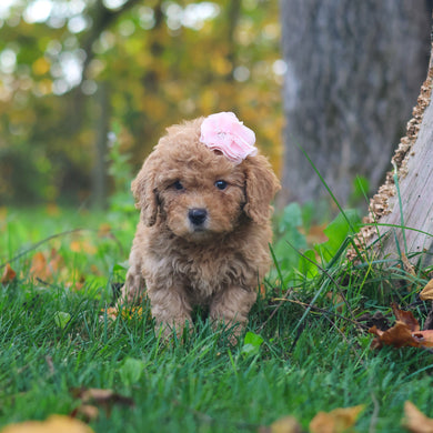 Harper - Available 10/29