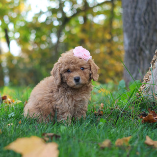 Harper - Available 10/29