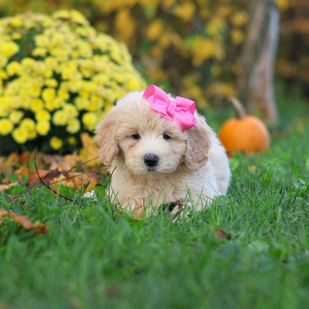 Haley - Available 10/29