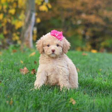 Henrietta - Available 10/29