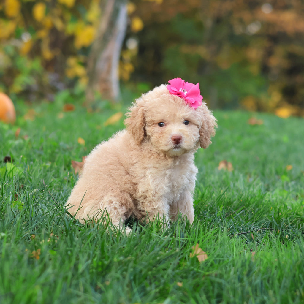 Henrietta - Available 10/29