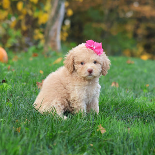Henrietta - Available 10/29