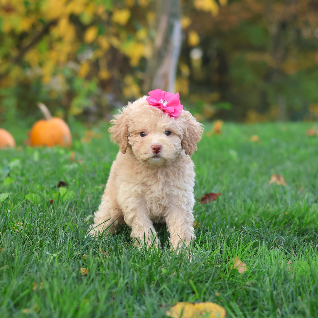 Henrietta - Available 10/29