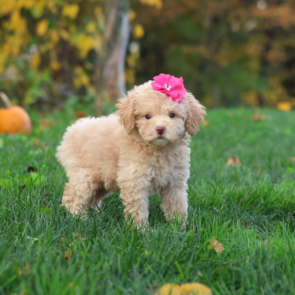 Henrietta - Available 10/29