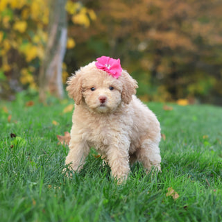 Henrietta - Available 10/29