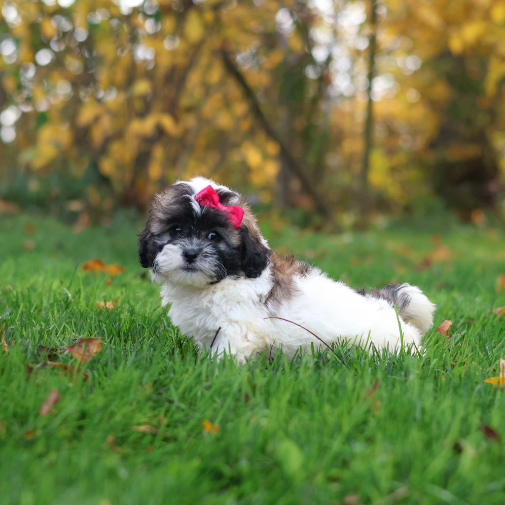 Ginny - Available 10/29