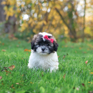 Ginny - Available 10/29
