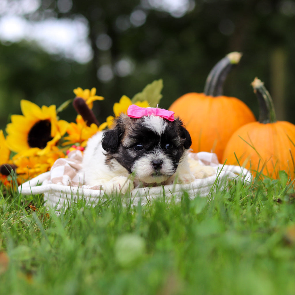 Ginny - Available 10/29