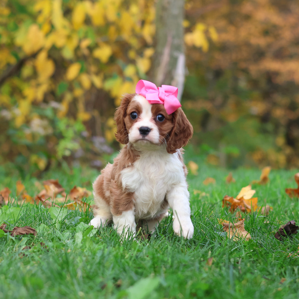 Maple - Available 10/29