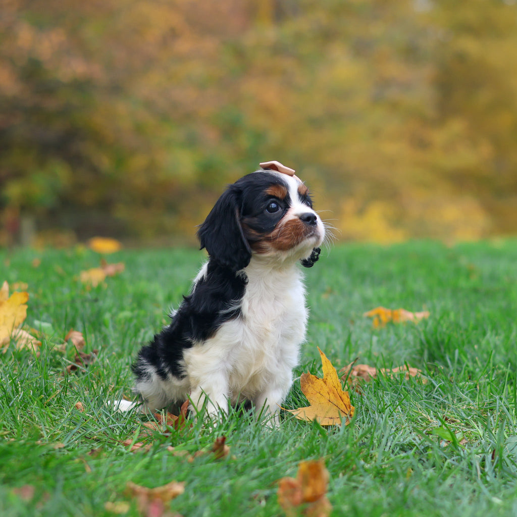 Molly - Available 10/29