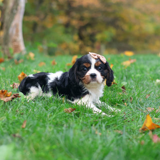 Molly - Available 10/29