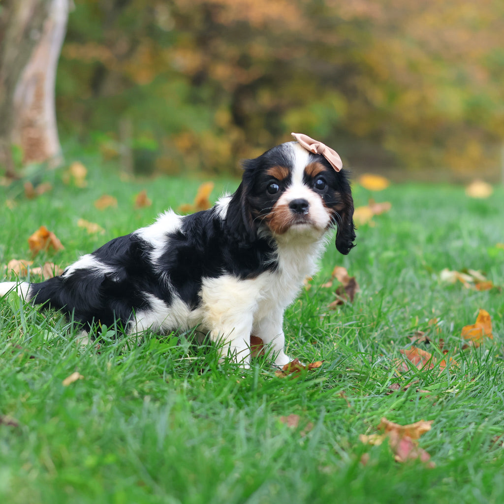 Molly - Available 10/29