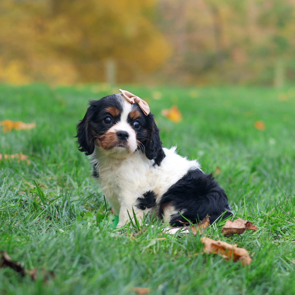 Molly - Available 10/29