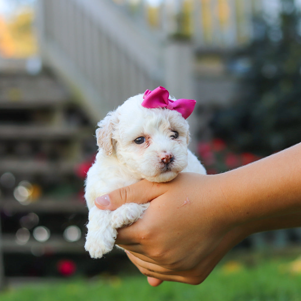 Polly - Available 11/12