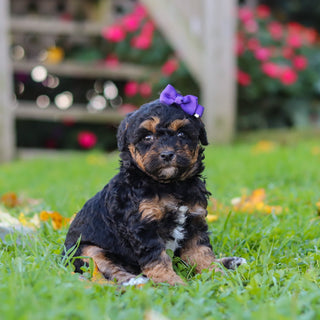 Penny - Available 11/12