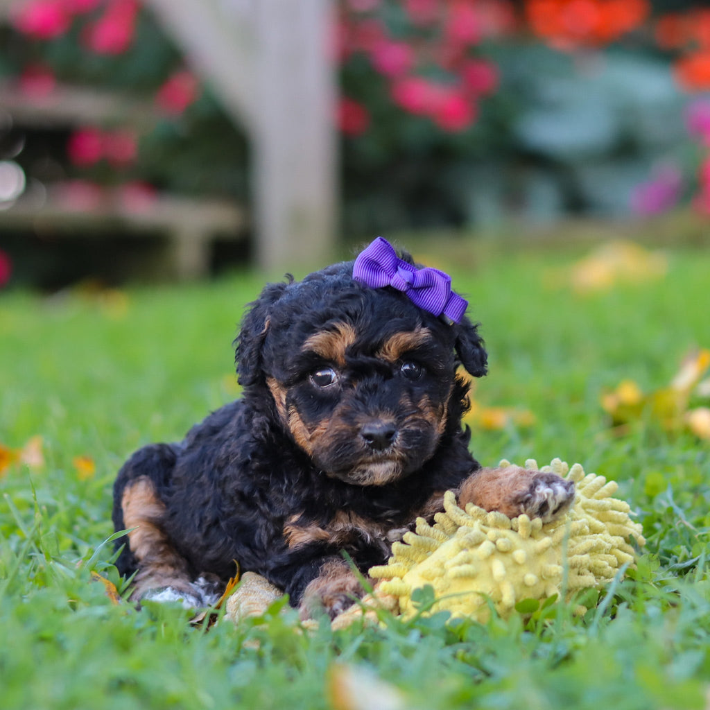 Penny - Available 11/12