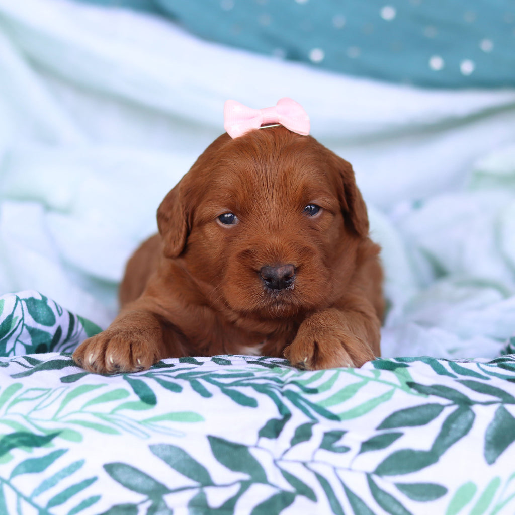 Jenny - Available 5/14