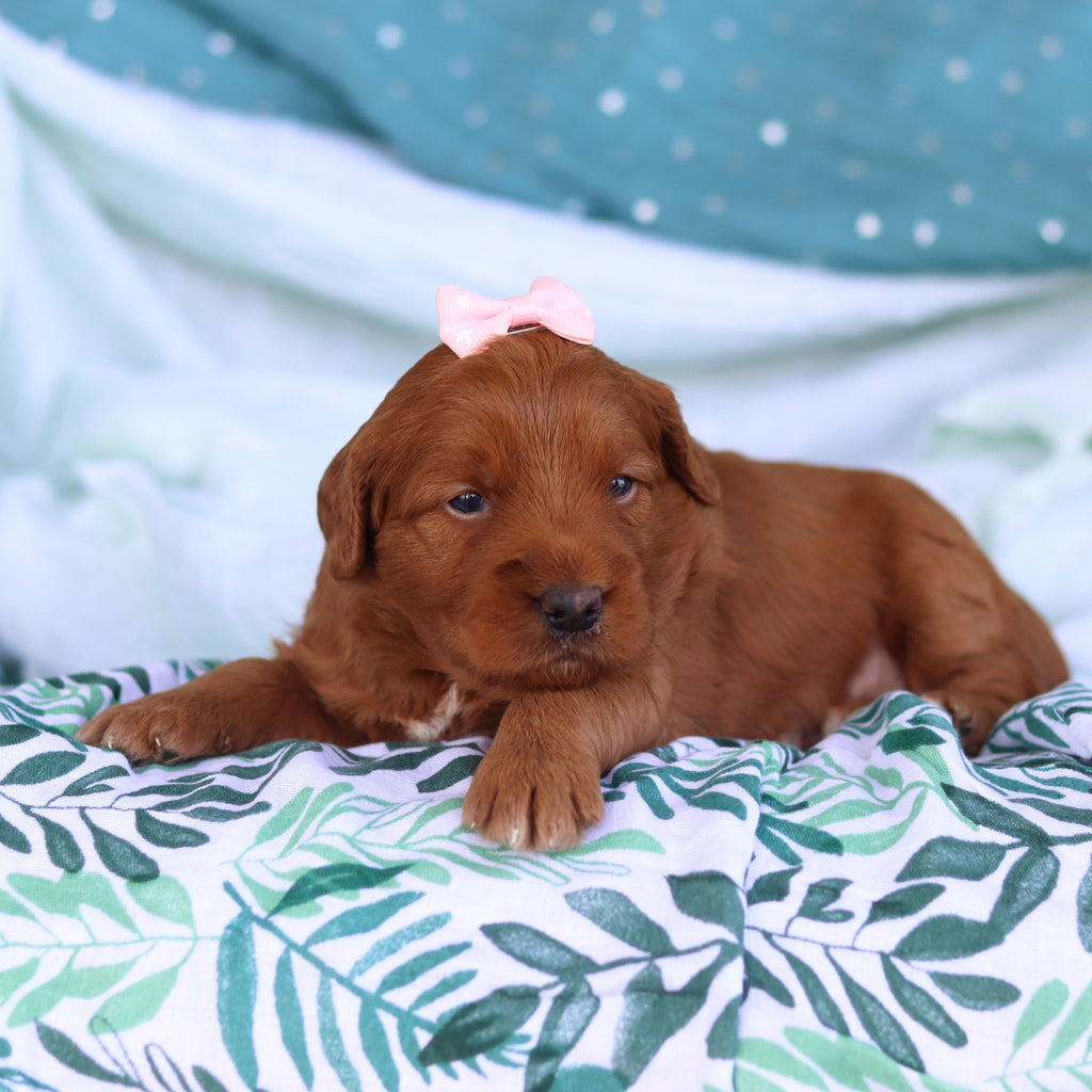 Jenny - Available 5/14