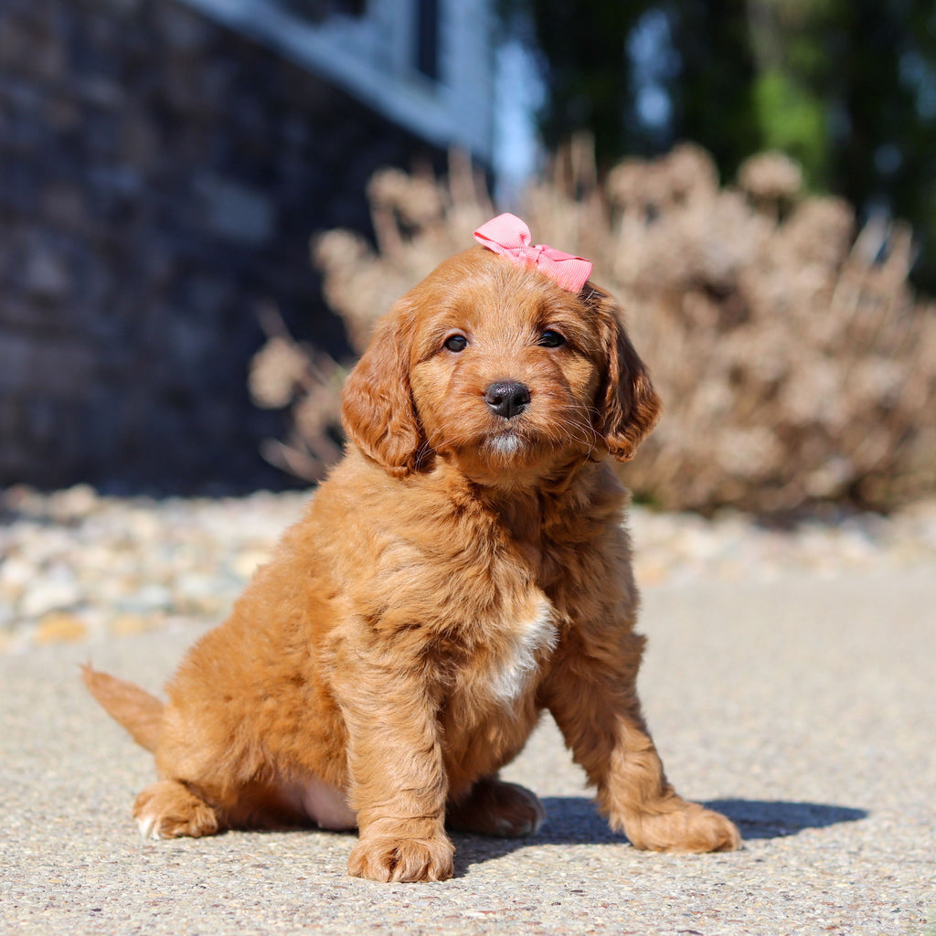 Jasmine - Available 5/14
