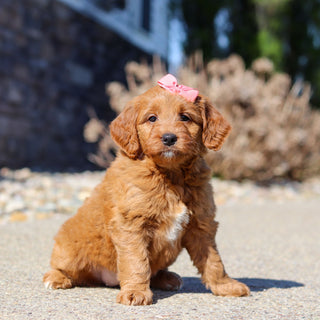 Jasmine - Available 5/14