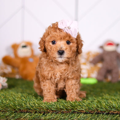 Mindy - Available 2/26