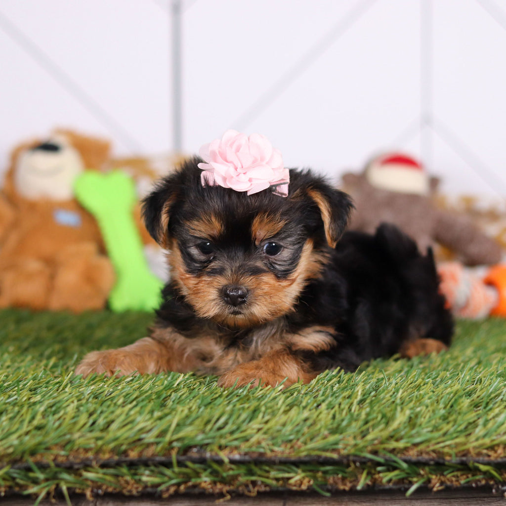 Rose - Available 3/12