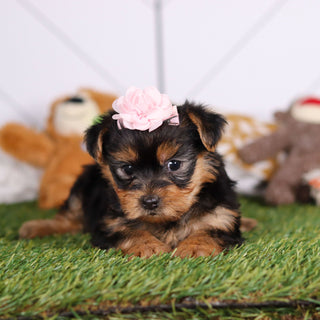 Rose - Available 3/12