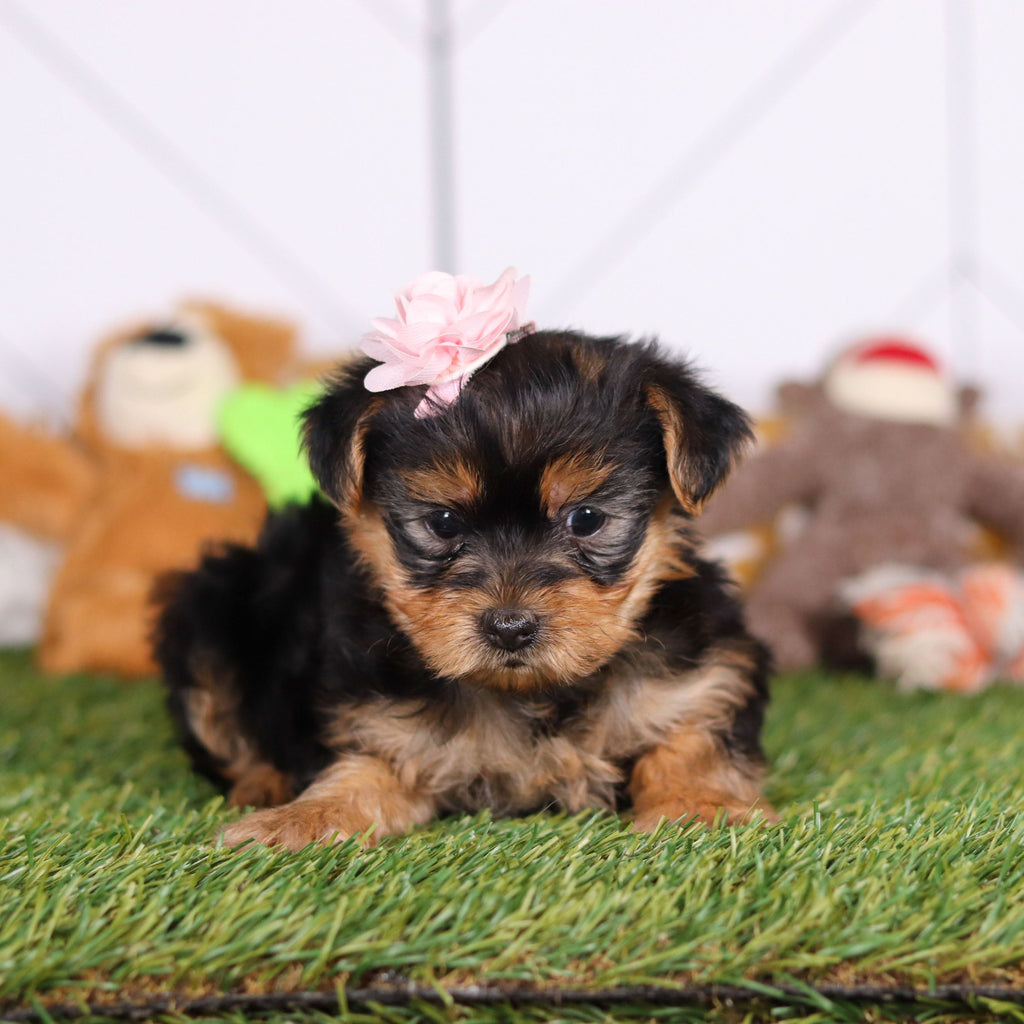 Rose - Available 3/12