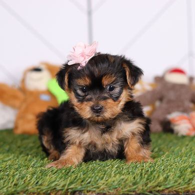 Rose - Available 3/12