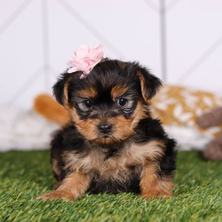 Rose - Available 3/12