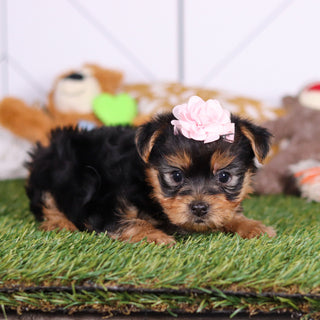 Rose - Available 3/12