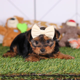 Violet - Available 3/12