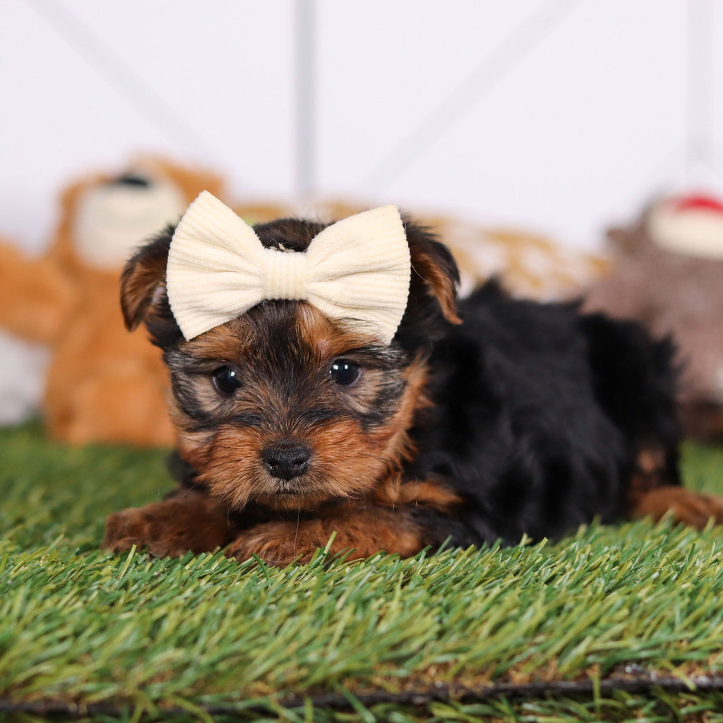 Violet - Available 3/12